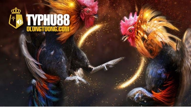 Cách ép cân đá gà hiệu quả cho chiến kê 3 Những Lưu Ý Khi Ép Cân Đá Gà