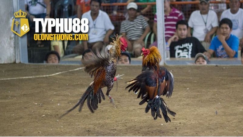 Cách ép cân đá gà hiệu quả cho chiến kê 2 Khái niệm Ép Cân Đá Gà