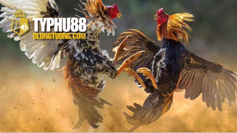 Cách ép cân đá gà hiệu quả cho chiến kê 4 Thực Đơn Dinh Dưỡng Hợp Lý