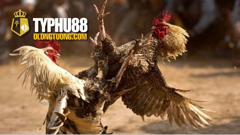 Cách nhận biết gà linh kê: Dấu hiệu và đặc điểm 4 Cách phân biệt giữa gà linh kê và các giống gà khác