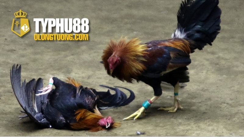 Cách nhận biết gà linh kê: Dấu hiệu và đặc điểm 3 Những Cách Nhận Biết Gà Linh Kê Qua Hành Vi