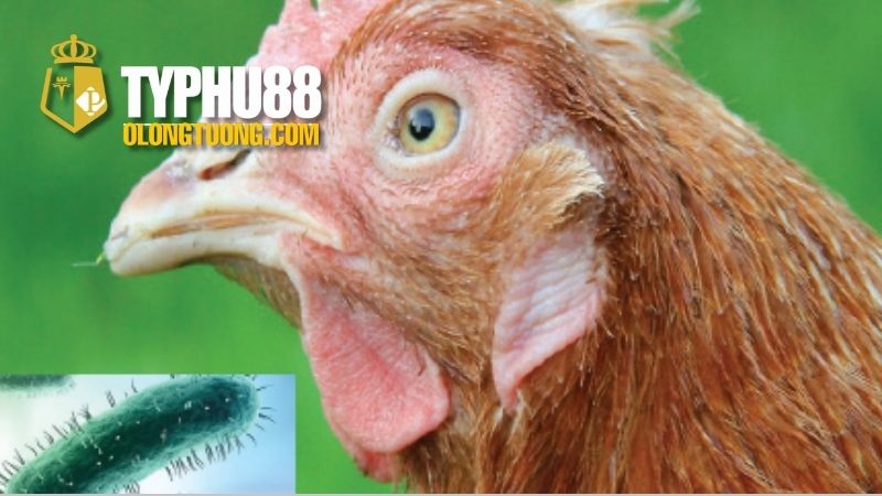 Chữa bệnh hen ở gà: Cách điều trị hiệu quả 3 Các sản phẩm trị hen ở gà tốt nhất