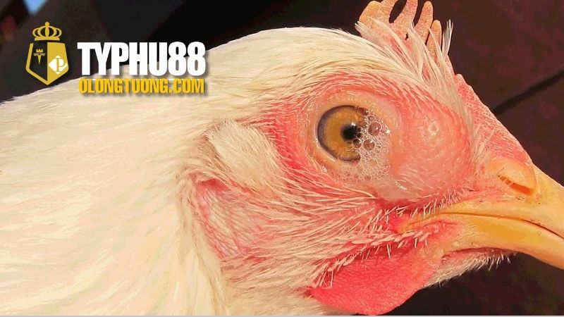 Chữa bệnh hen ở gà: Cách điều trị hiệu quả 4 Hướng dẫn chăm sóc gà bị hen