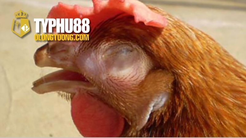 Chữa bệnh hen ở gà: Cách điều trị hiệu quả 2 Khái niệm về bệnh hen ở gà