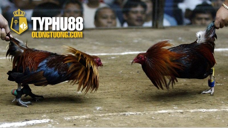 Đá gà cựa dao Philippines: Môn chơi đầy kịch tính 4 Những địa điểm phổ biến cho Đá gà cựa dao Philippines