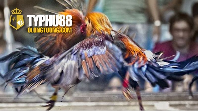 Đá gà cựa dao Philippines: Môn chơi đầy kịch tính 3 Lưu ý khi tham gia đá gà cựa dao