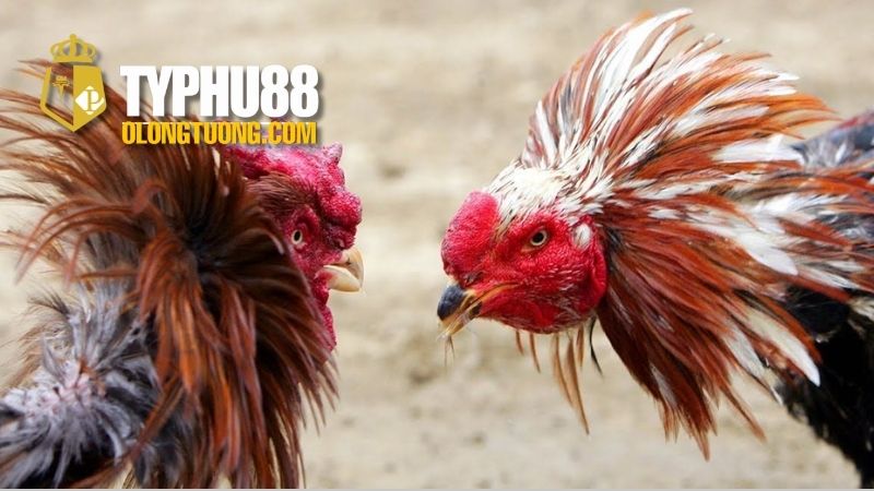 Đá gà cựa tròn: Khám phá thế giới đá gà truyền thống 4 So sánh đá gà cựa tròn và đá gà cựa dao