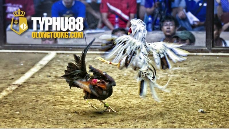 Đá gà cựa tròn: Khám phá thế giới đá gà truyền thống 3 Hướng dẫn cách tham gia Chọi gà cựa tròn