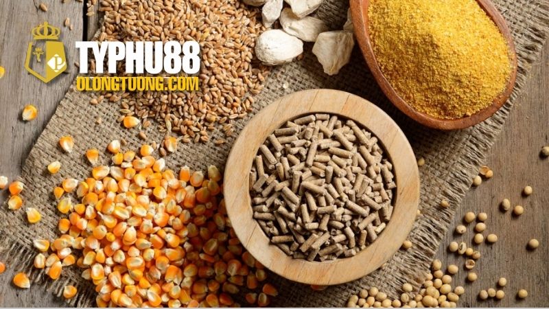 Thức ăn tốt nhất cho gà chọi mau sung sức 2 Tại sao thức ăn lại quan trọng cho gà chọi?