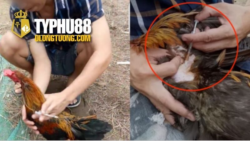 Thuốc đá gà bịp: Chiêu trò thường gặp khi thi đấu 4 Những lưu ý khi sử dụng thuốc đá gà bịp