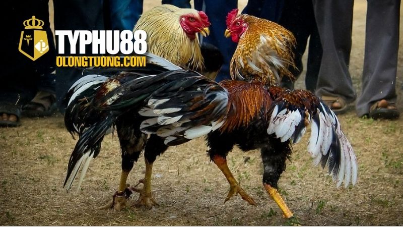 Thuốc đá gà bịp: Chiêu trò thường gặp khi thi đấu 3 Hướng dẫn sử dụng Thuốc đá gà